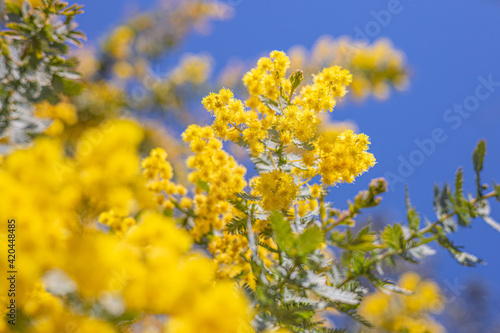 満開のミモザ 黄色い花 自然の風景 青空 快晴