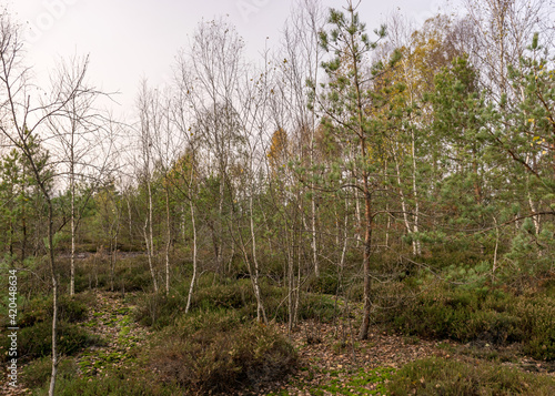 autumn landscape from a peat bog  vegetation characteristic of a developed bog  small deformed birches  autumn colors