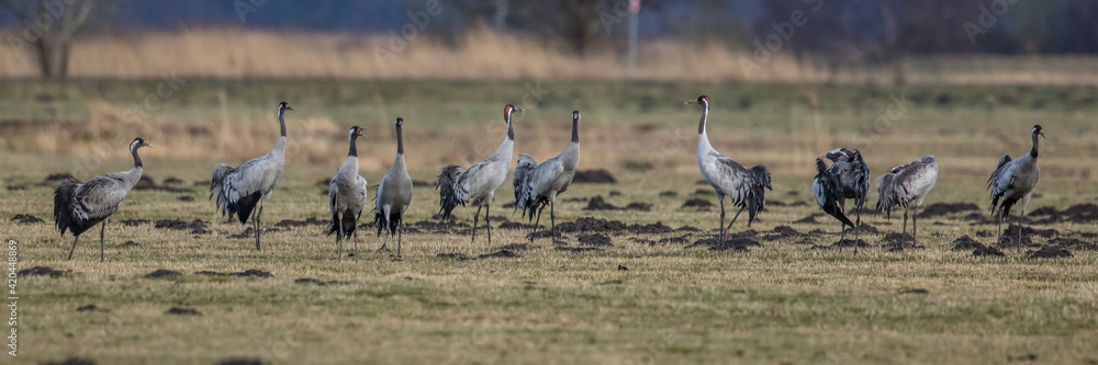 Obraz premium kraniche