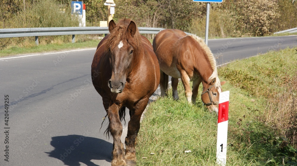 Obraz premium Dwa konie przy drodze