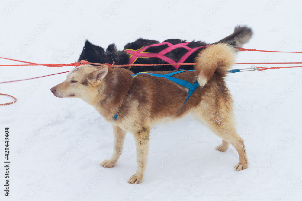 Naklejka premium Sled dogs huskies are harnessed to a sleigh in winter for a trip through the snow