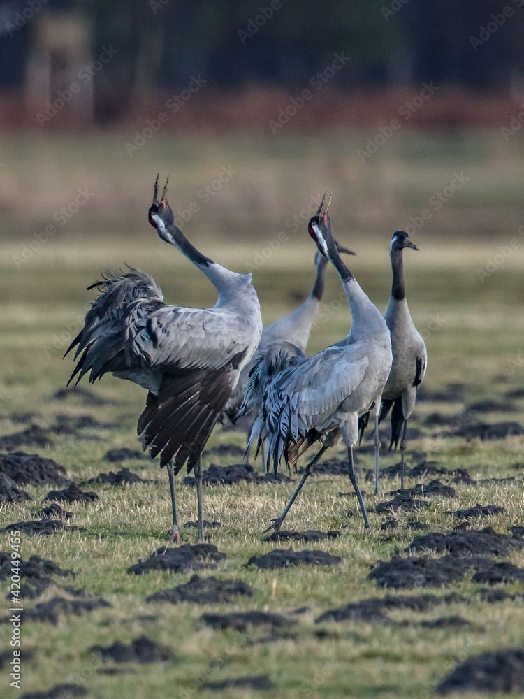 Fototapeta premium kraniche