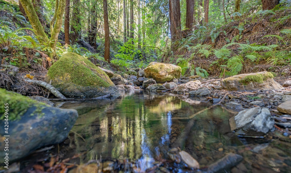 Beautiful landscape, bed of a mountain river with reflection and a stream of clear water in the shade of trees in a California forest