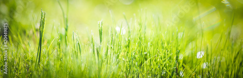 Fresh green grass abstract background