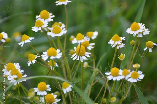 Chamomile blooms in the meadow among the herbs