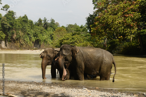 Twi elephants enjoy natural river bathing at Tangkahan  North Sumatra  Indonesia.