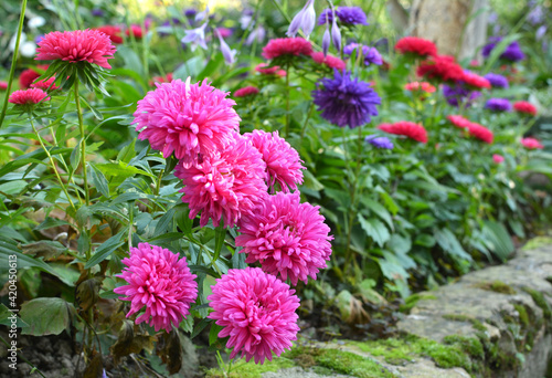 Photography The flower beds grow asters