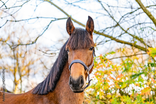 A head of a brown KWPN stallion, Dutch Warmblood horse, 2 years old. Outside against a green and yellow natural background photo