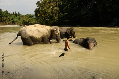 Elephant taking natural river bathing with mahout in  Tangkahan, North Sumatra, Indonesia. photo