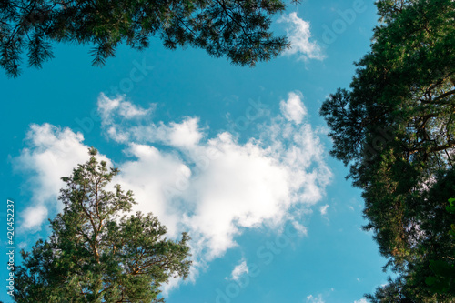 Cloud on blue sky and treetops. Bottom view.