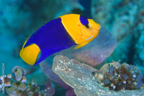 blue and yellow angel fish from philippines sea
