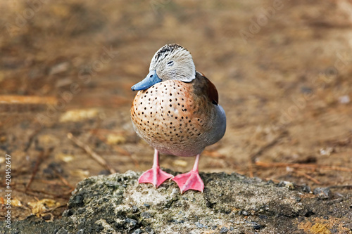 Male Ringed Teal, Callonetta leucophrys, sleeping on shore photo