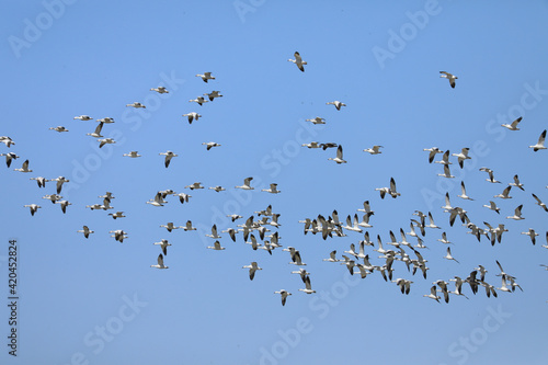 Large flock of Snow Geese, Chen caerulescens, flying © Harold Stiver