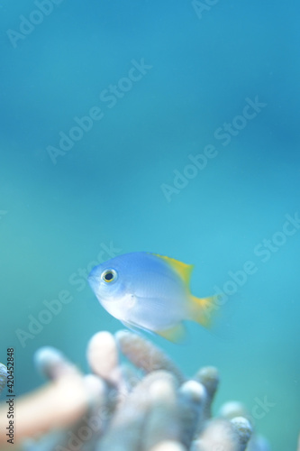 Fototapeta Naklejka Na Ścianę i Meble -  blue tropical fish from philippines sea