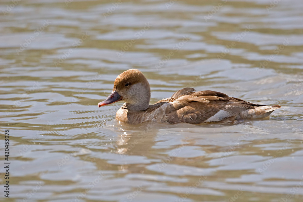 Female Red-crested Pochard, Netta rufina, resting on the water Female Red-crested Pochard, Netta rufina, resting on the water