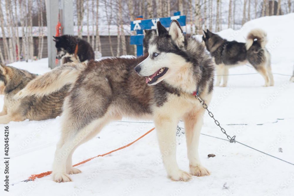 Sled Dogs huskies rest in the snow before sledding in winter Sled Dogs huskies rest in the snow before sledding in winter