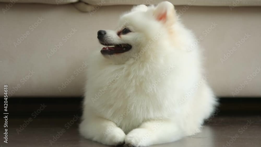 A small white Pomeranian Spitz lies on the floor against the backdrop of the sofa. The dog turns its head and looks at the sides. A small white Pomeranian Spitz lies on the floor against the backdrop of the sofa. The dog turns its head and looks at the sides.
