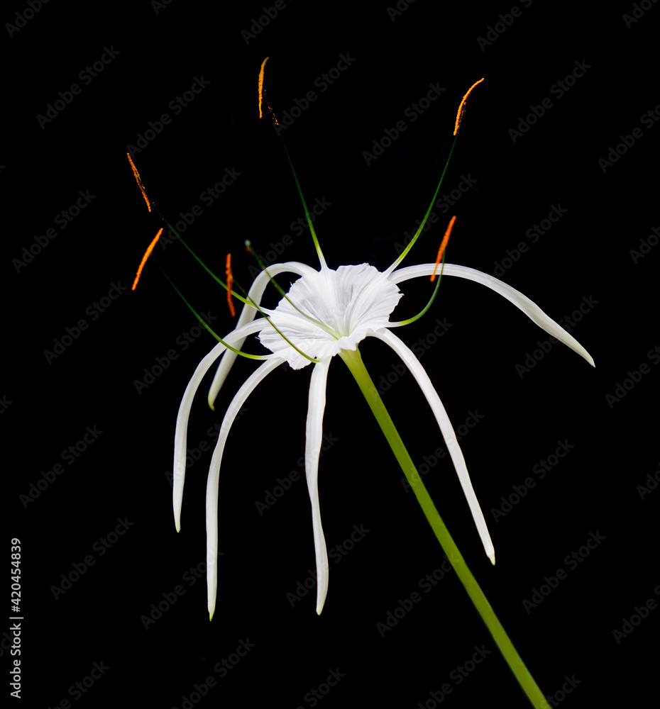 hymenocallis speciosa, the green-tinge spiderlily, a white flower plant isolated on black background. a pretty fresh flower in nature.