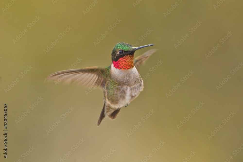 Fototapeta premium In flight male Ruby-throated Hummingbird, Archilochus colubris