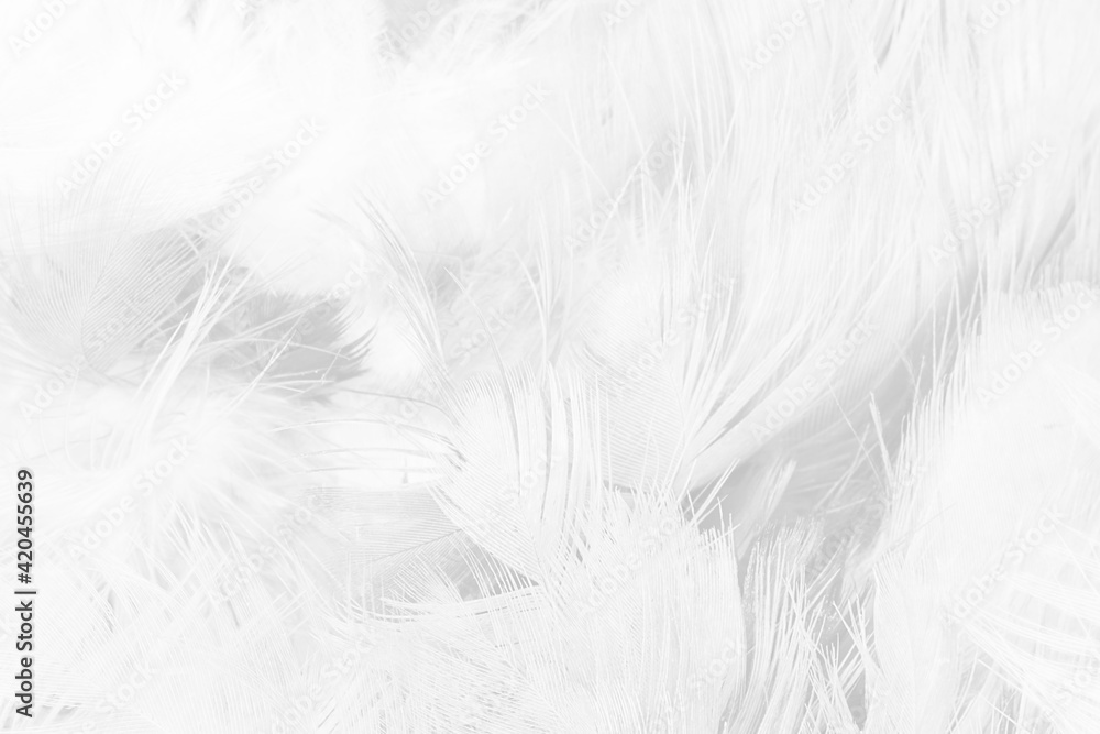 white feather texture background,pastel soft fur for baby to sleep. white feather texture background,pastel soft fur for baby to sleep.