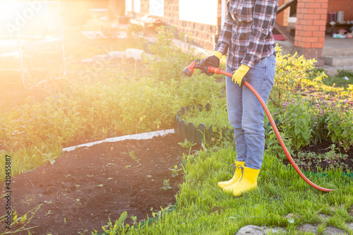 Woman gardener watering her garden beds with hose on sunny warm spring day. New season plant care and planting concept