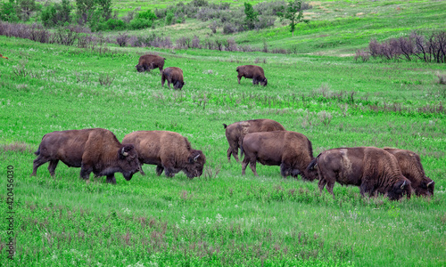 Bison Herd, Theodore Roosevelt National Park, North Dakota, USA