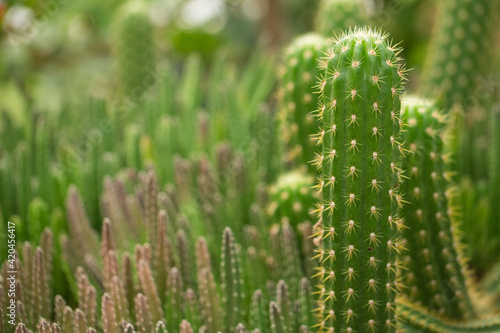 Many cacti close up