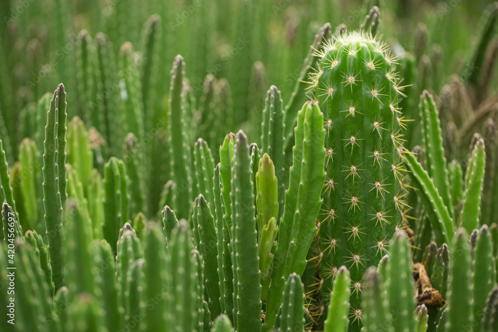 Many cacti close up Many cacti close up