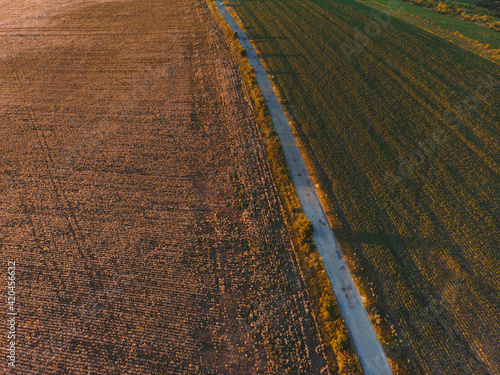 aerial view on sage and wheat field