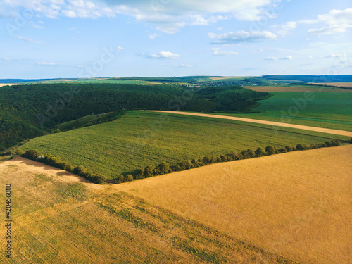 green and wheat fields