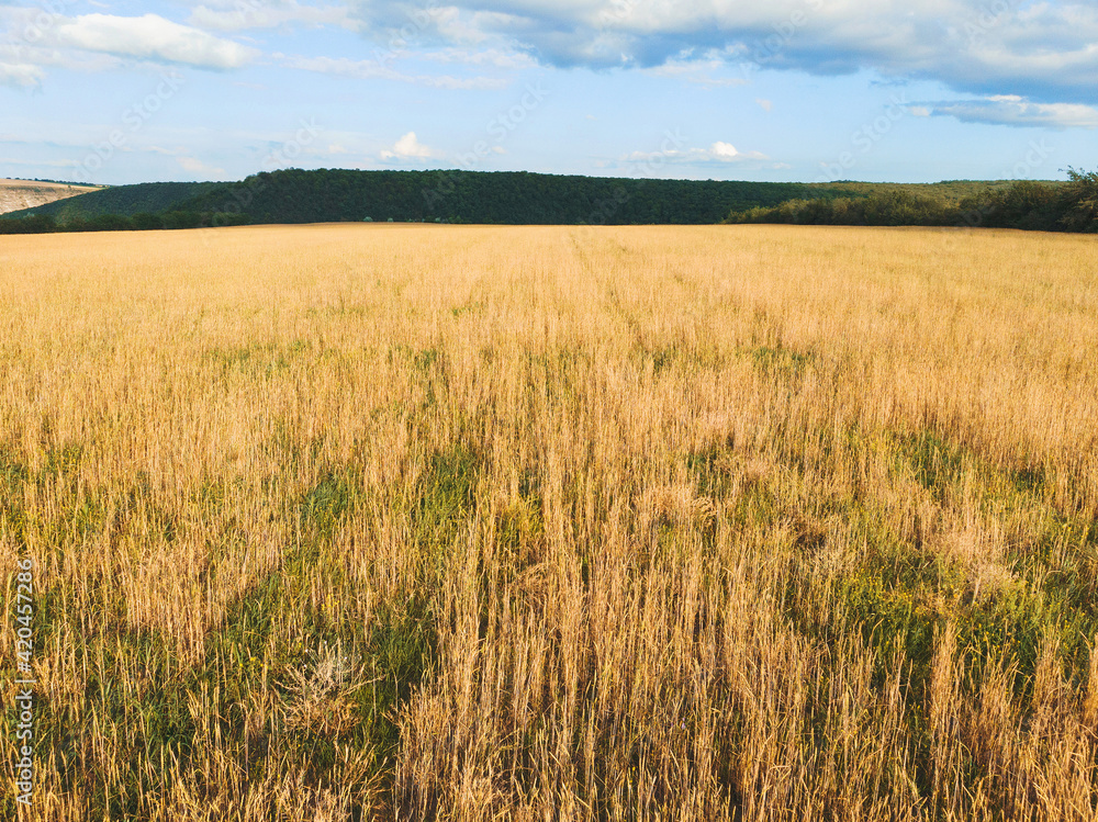 wheat field in sunlight