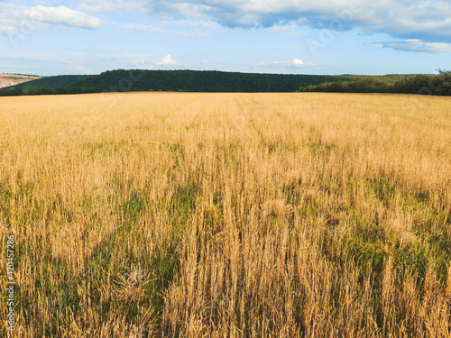 wheat field in sunlight © photographmd