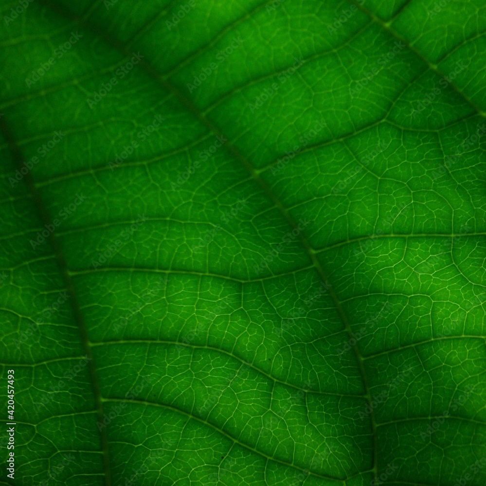 Close-up on big exotic leaves taken against the sun. Close-up on big exotic leaves taken against the sun.