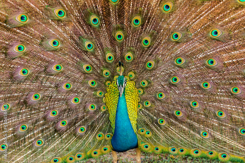 Obraz premium beautiful male peacock close up showing its feathers