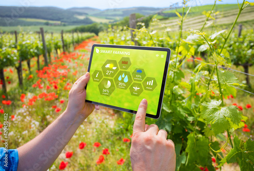 Farmer using smart farming technologies in a vineyard. photo