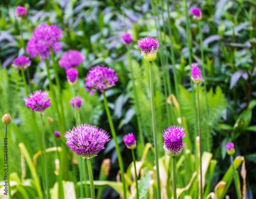 Beautiful purple allium flowers in a country garden. Beautiful purple allium flowers in a country garden.