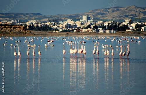 Pink flamingos in Larnaka Salt Lake