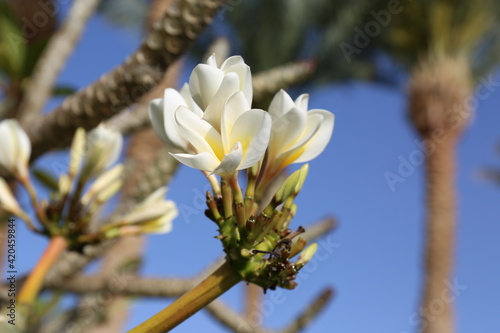 branches of a palm tree and a bush of white flowers against a blue sky © Gnevkovska