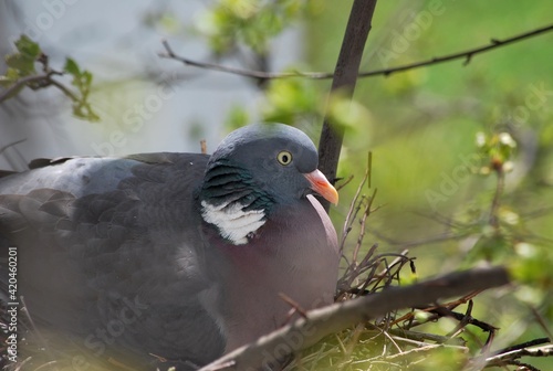 Nesting common wood pigeon