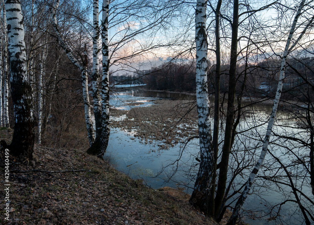 From the high bank of the river view of the spring flood water. Evening sunset, birches, reeds. Russia.