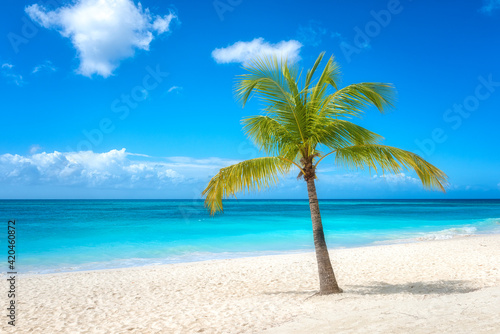 Amazing tropical paradise beach with white sand, coconut palm, sea and blue sky, outdoor travel background, summer holiday concept, natural wallpaper. Caribbean, Saona island, Dominican Republic © larauhryn
