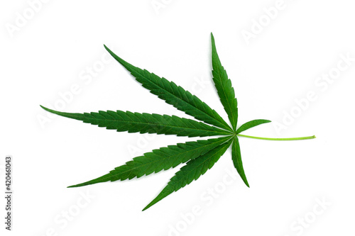 Marijuana-Cannabis with multiple lobes. Was placed on a white background.