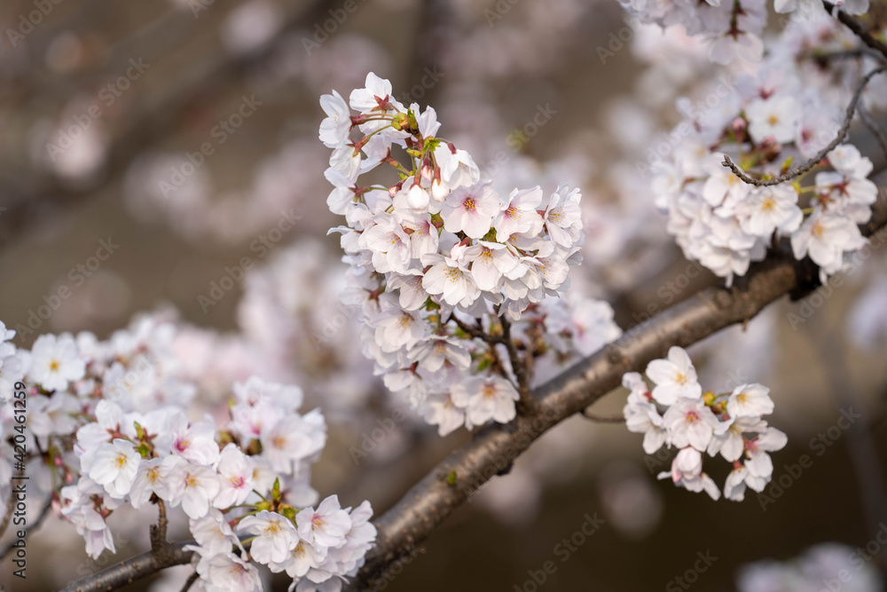 桜7分咲き