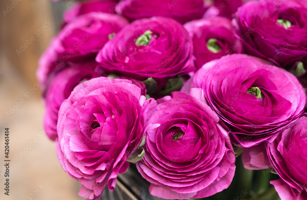 A lush bouquet of ranunculus flowers of purple color in the store floral. Obi-shaped roses