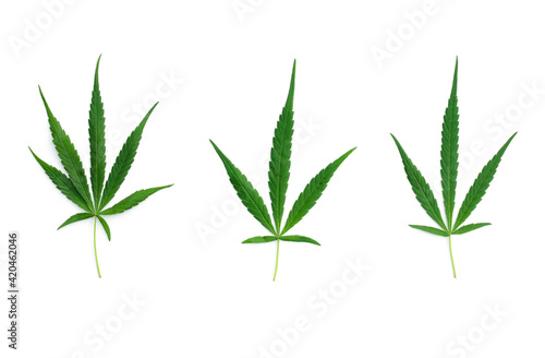 (Cannabis) Three multi-lobed marijuana leaves were placed on a white background.