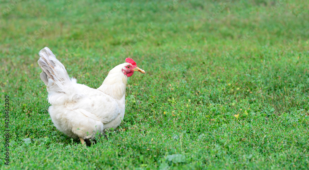White chicken holds a piece of bread in its beak on the green grass on a traditional free range poultry, organic farm , grazing of the farm on the grass with copy space. Banner. White chicken holds a piece of bread in its beak on the green grass on a traditional free range poultry, organic farm , grazing of the farm on the grass with copy space. Banner.