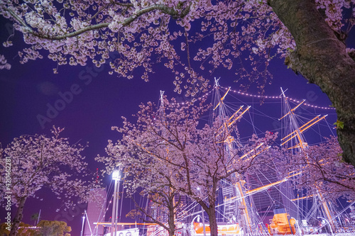 横浜みなとみらいの夜桜と帆船日本丸