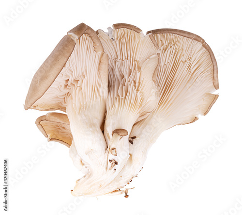 Wallpaper Mural Oyster mushrooms isolated on a white background Torontodigital.ca