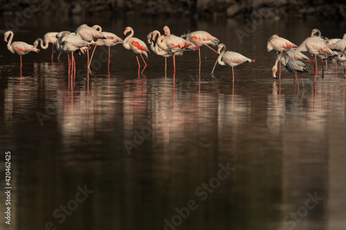 Greater Flamingos in the morning at Tubli bay, Bahrain