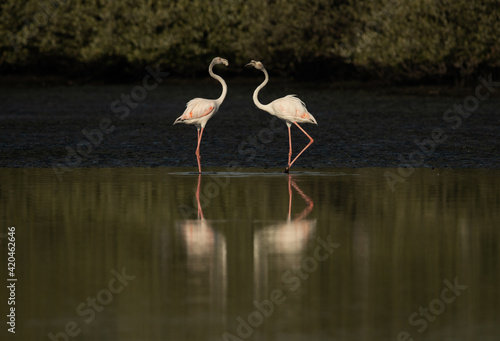 A pair of Greater Flamingos in the morning at Tubli bay  Bahrain